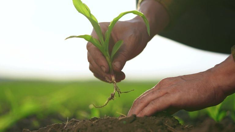 Rootstock Achieved Record Merged Mining Participation Despite Declining User Activity in Q1